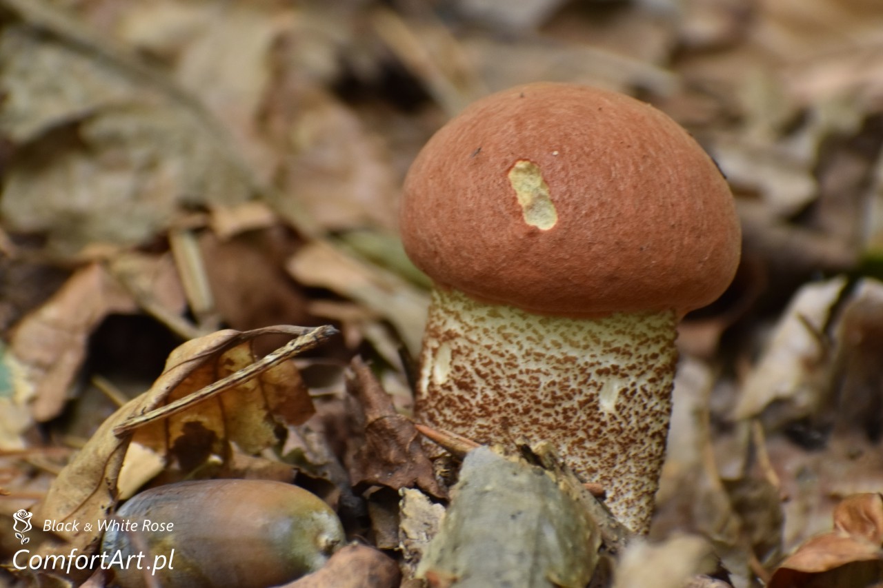 Torfowisko Wielkie Błoto koźlarz